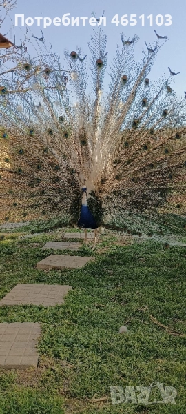 Черен петък ,пауни - арлекин, снимка 1