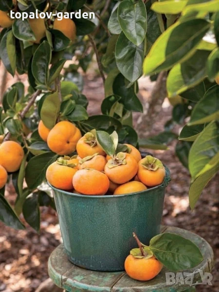 райска ябълка, снимка 1