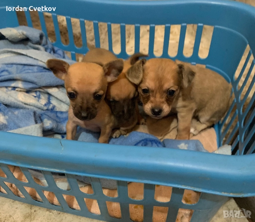 Пясъчни Мини Пинчери , снимка 1