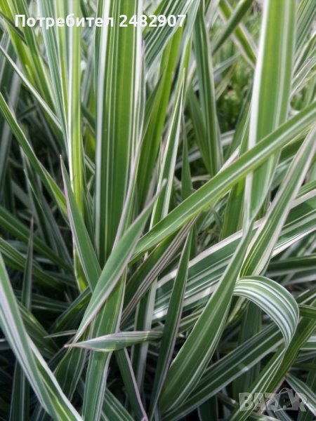 Декоративна трева - разсад, снимка 1