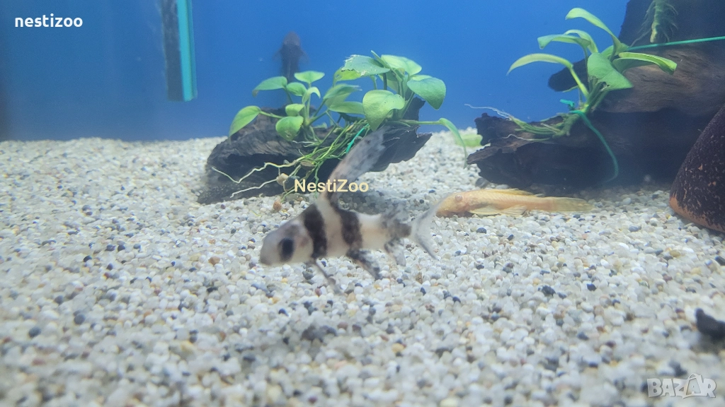 Азиатикус, снимка 1