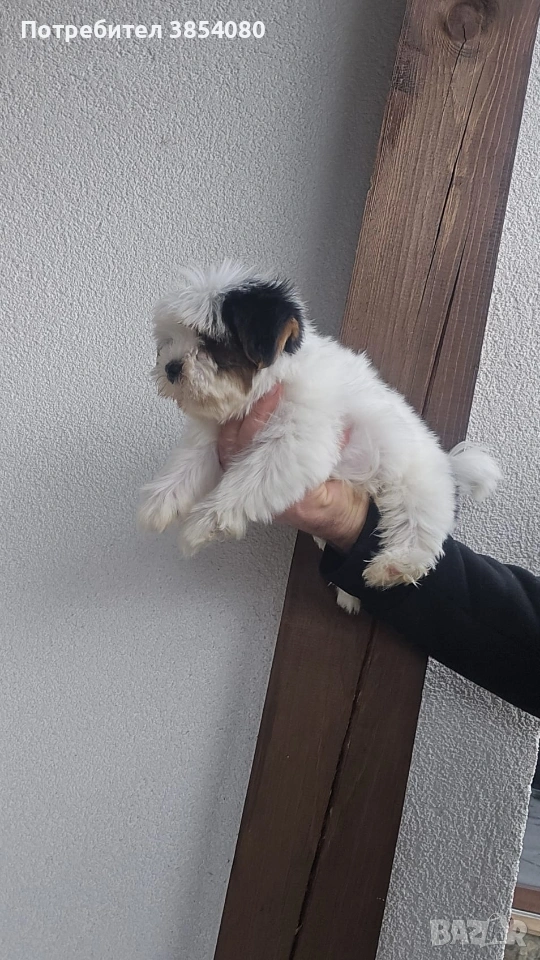 Бивер Йоркширски териер момче , снимка 1