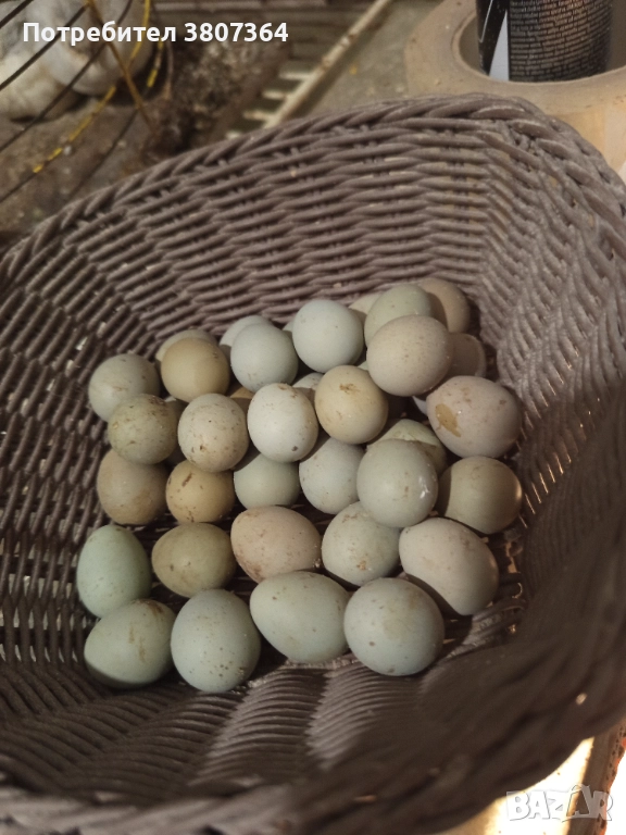 Разплодни яйца от Китайски пъдпъдъци , снимка 1