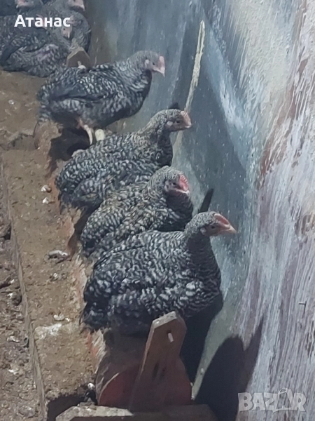 Супер харко петлета., снимка 1