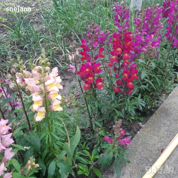 Расад, тагетис ,кученца , снимка 1