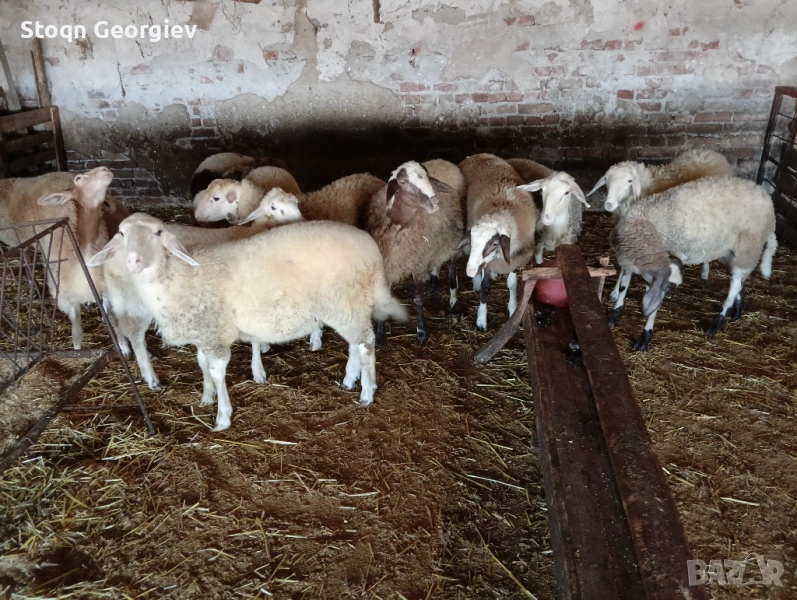 Агнета продавам, снимка 1