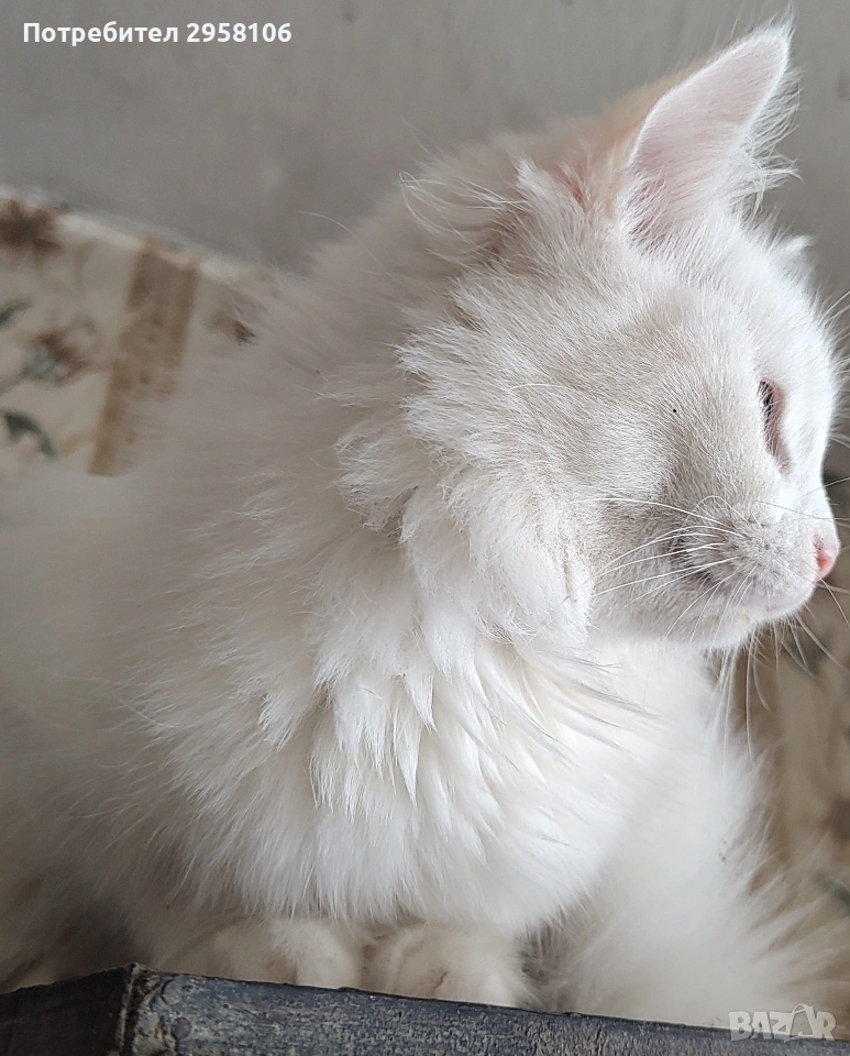 Персийска чинчила, снежно бяла, 6 мес., снимка 1