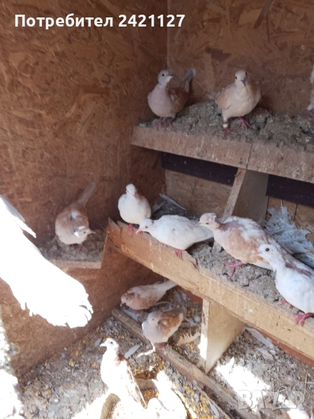 птици гугутки , снимка 1