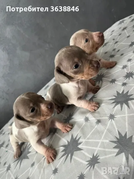 Мини дакел, снимка 1