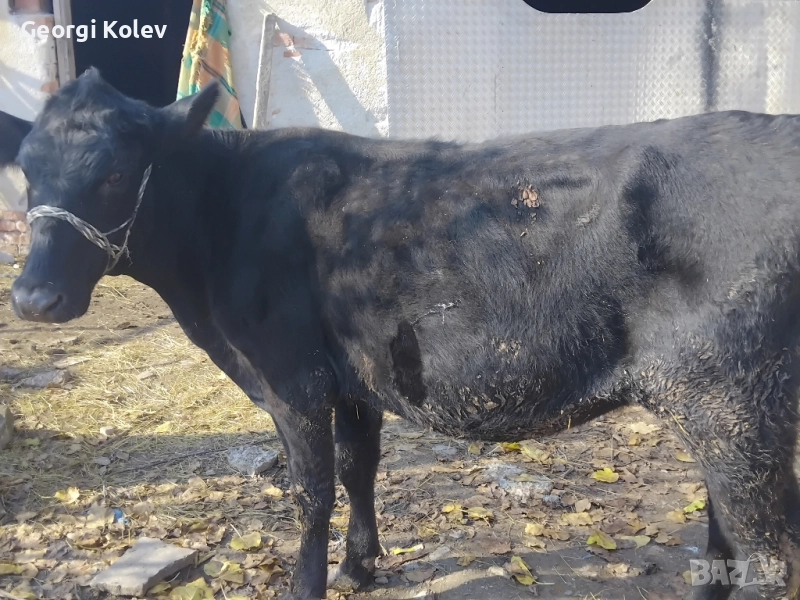 Абърдийн на първо теле и женско теленце на 2 месеца , снимка 1