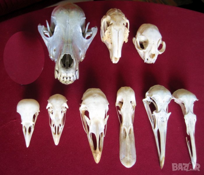 Учебно помагало по зоология, колекция от черепи, сбирка гръбначни животни , снимка 1