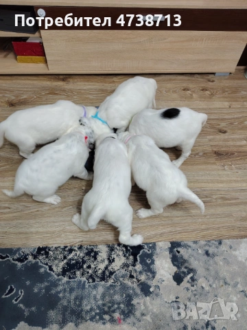 Английски сетер 