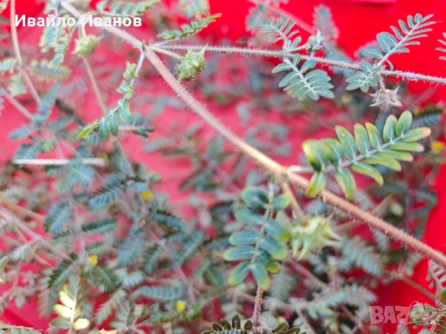 Билка бабини зъби, снимка 2 - Други - 51709452