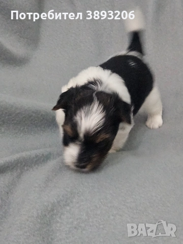 биверчета, снимка 6 - Йоркширски териер - 52788675