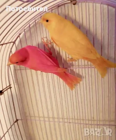 канарчета, снимка 1