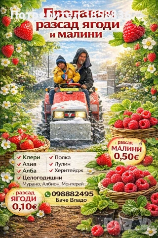 🍓 Качествен разсад ягоди и малини – засади днес, береш утре! 🌱