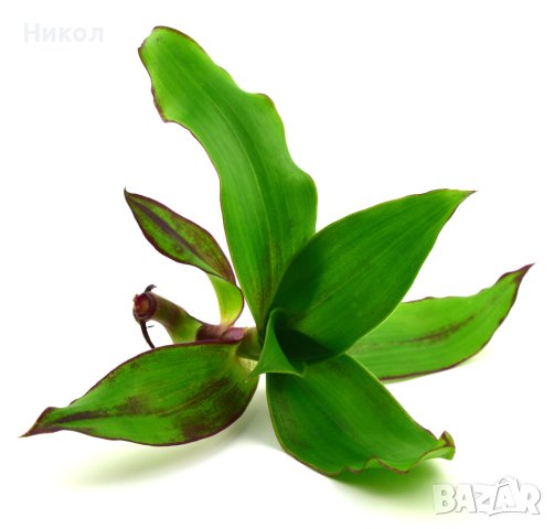 Ароматна кализия - стайно лекарствено растение., снимка 4 - Други - 43868060