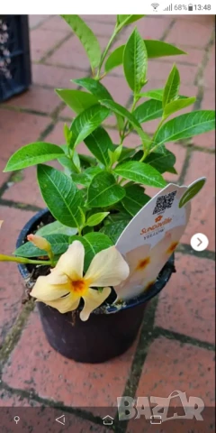 Търся мандевила дипладения жълта, снимка 2 - Градински цветя и растения - 50589970