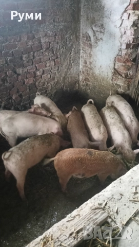 Продавам прасенца, снимка 5 - Прасета - 52582703