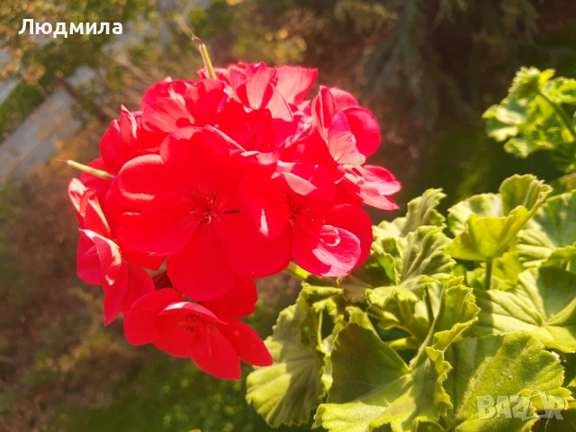 Мушкато,богато,последни бройки,над 10 бр.снимки от днес,цъфтят целог в сандъче                      , снимка 15 - Градински цветя и растения - 52723597