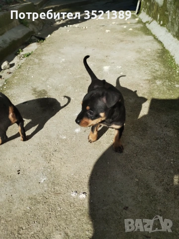 Пинчери , снимка 4 - Пинчер - 53461947