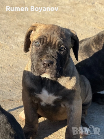 Кане Корсо , снимка 6 - Кане корсо - 52678102