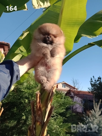 Мъжки Померан на 3 месеца. Реални снимки!, снимка 3 - Померан - 52684790