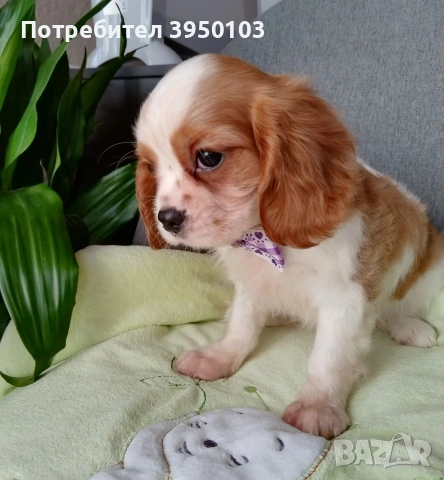 Кавалер Кинг Чарлз шпаньол момиченца, снимка 7 - Кавалер кинг чарлз шпаньол - 53535164