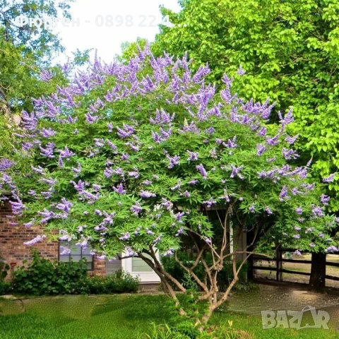 Дърво на целомъдрието (Vitex agnus castus) АВРАМОВО ДЪРВО, ВИТЕКС АГНУС КАСТУС, снимка 10 - Разсади - 46564154