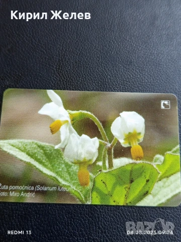 Фонокарта ХЪРВАТИЯ ФЛОРА много красива за КОЛЕКЦИЯ ДЕКОРАЦИЯ 50027, снимка 5 - Колекции - 51293838