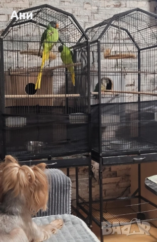 Папагали черноглав александър, снимка 2 - Папагали - 52829059