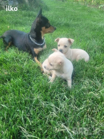 Пинчери, снимка 1