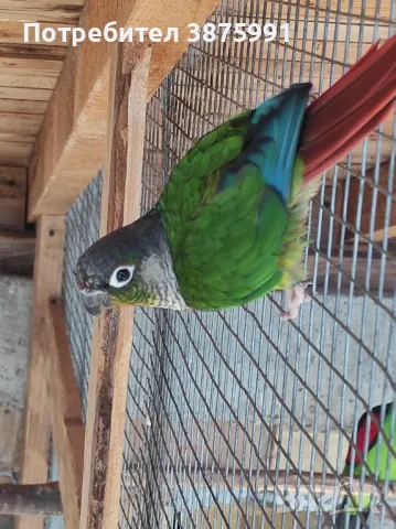 Продавам папагали пирури млади