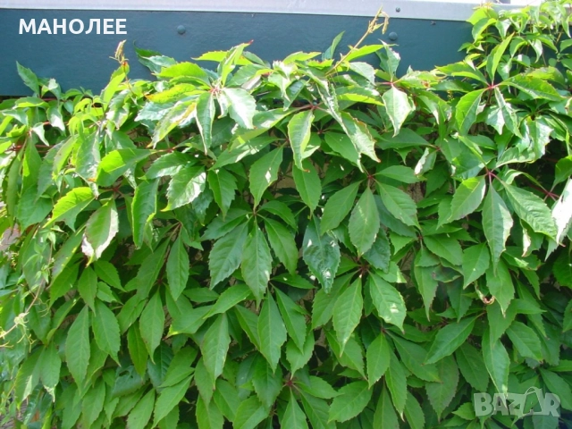 Дива лоза, снимка 2 - Градински цветя и растения - 52038075