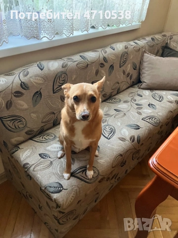 Подарявам пинчер на име Роки. Търся му мило и грижовно семейство, което да го обича 