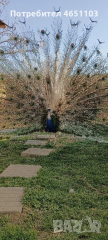 Черен петък ,пауни - арлекин