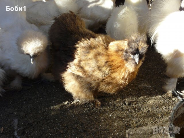 Яйца от копринки, снимка 2 - Кокошки и пуйки - 28681077