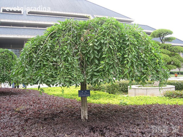 Ulmus glabra pendula(Улмус-Бряст плачещ), снимка 1 - Градински цветя и растения - 43398077