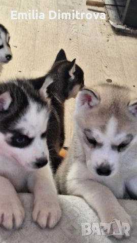 продавам хъскита кучете, снимка 5 - Хъски - 53236382