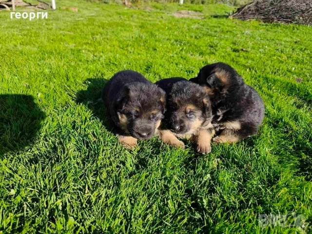 Малки Немски Овчарки, снимка 8 - Немска овчарка - 52824581