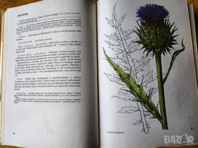 Нашите растения в лекарствата / Nase rosliny v lekarstvi, книга за билките и употребата им-на чешски, снимка 2 - Енциклопедии, справочници - 44843833