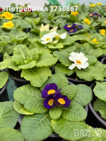 💞🌿🌸 Едроцветна Иглика , снимка 5 - Градински цветя и растения - 52983558