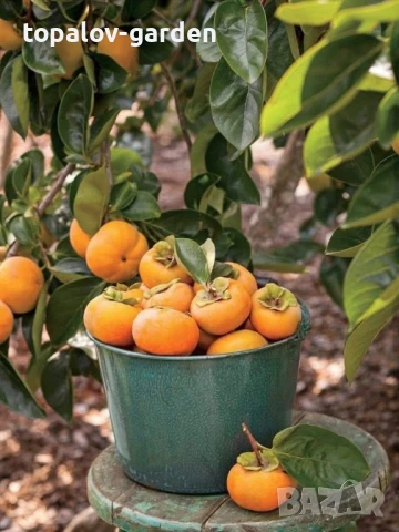 райска ябълка