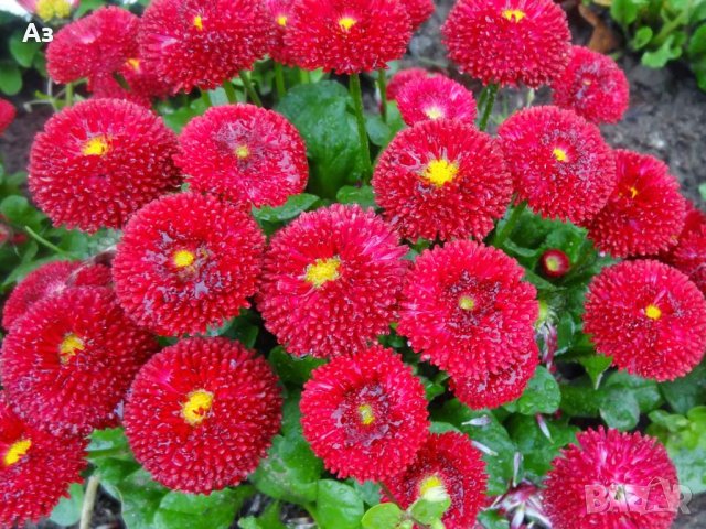 продавам цветя парички – туфи, за есенно засаждане в градината, снимка 6 - Разсади - 36687822