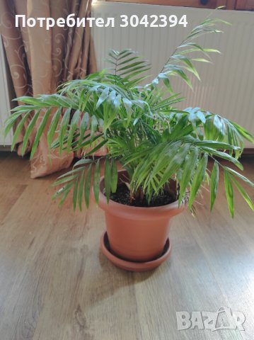 Палма, снимка 2 - Стайни растения - 43926860