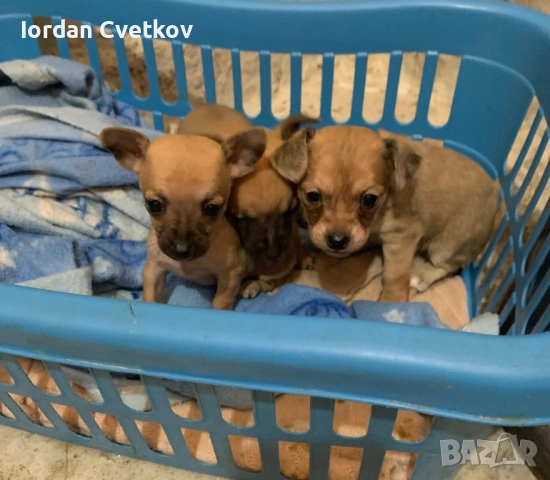 Пясъчни Мини Пинчери 