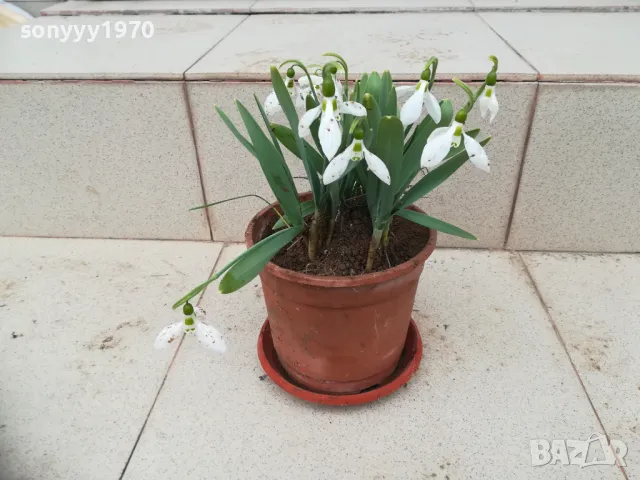 КОКИЧЕТА 0103251719, снимка 6 - Градински цветя и растения - 49326738