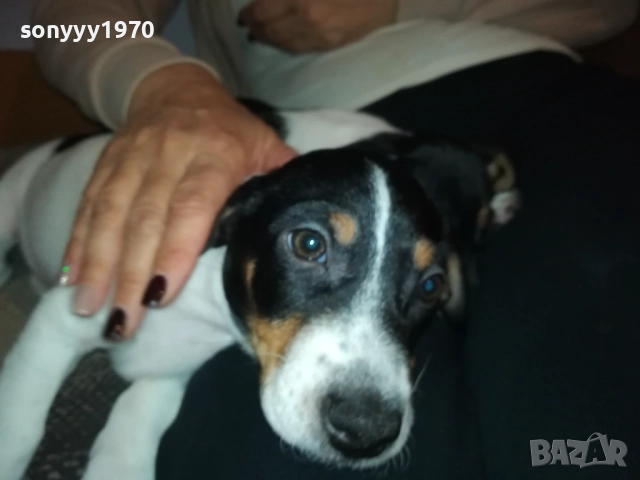 ДЖАК РЪСЕЛ КУТРЕ-ПОСЛЕДНА БРОЙКА-ЖЕНСКО 2610250706, снимка 5 - Джак ръсел териер - 52182513