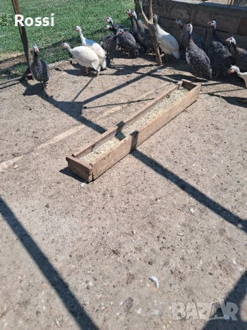 ТОКАЧЕ месо, снимка 10 - Домашни продукти - 51003916