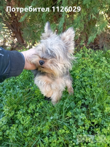 Йорки момче на 8 месеца , снимка 8 - Йоркширски териер - 52624591